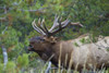 Rocky Mountain bull elk Poster Print by Ken Archer - Item # VARPDDNA02KAR1057