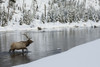 Bull elk crossing river Poster Print by Ken Archer - Item # VARPDDNA02KAR1058