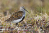 Dunlin on Arctic tundra Poster Print by Ken Archer - Item # VARPDDUS02KAR0290