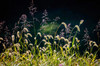 Backlit grass seedhead Poster Print by Anna Miller (24 x 18) # US15AMI0277