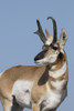 Pronghorn antelope buck Poster Print by Ken Archer - Item # VARPDDUS27KAR0159