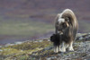 Muskox with newborn calf Poster Print by Ken Archer