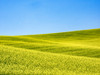 Canola field in Spring Poster Print by Terry Eggers - Item # VARPDDUS48TEG1155