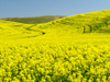 Canola field in Spring Poster Print by Terry Eggers - Item # VARPDDUS48TEG1172