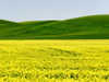 Canola field in Spring Poster Print by Terry Eggers - Item # VARPDDUS48TEG1173