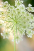 Queen Anne's lace flower Poster Print by Anna Miller (18 x 24) # NA01AMI0444