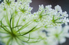 Queen Anne's lace flower Poster Print by Anna Miller (24 x 18) # NA01AMI0466