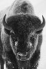 Bison bull frosty morning Poster Print by Ken Archer - Item # VARPDDNA02KAR1024
