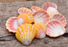 Hawaiian sunrise shells Poster Print by Savanah Plank (24 x 18) # NA06SPL0060