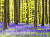 Spring in the Blue Forest Poster Print by Terry Eggers - Item # VARPDDEU04TEG0050