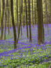 Spring in the Blue Forest Poster Print by Terry Eggers - Item # VARPDDEU04TEG0058