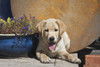 Labrador puppy  Poster Print by Zandria Muench Beraldo - Item # VARPDDNA02ZMU1093