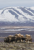 Muskox herd, Arctic habitat Poster Print by Ken Archer - Item # VARPDDUS02KAR0283