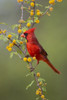Northern cardinal perched. Poster Print by Larry Ditto - Item # VARPDDUS44LDI2879
