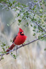 Northern cardinal perched. Poster Print by Larry Ditto
