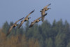 Greater Canada geese flying Poster Print by Ken Archer - Item # VARPDDUS48KAR0366