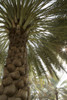 Palm tree from below. Oman. Poster Print by Tom Norring - Item # VARPDDAS27TNO0070