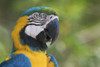 Blue and gold macaw close-up Poster Print by Ken Archer - Item # VARPDDNA02KAR0791