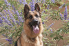 German Shepherd  Poster Print by Zandria Muench Beraldo - Item # VARPDDNA02ZMU0979