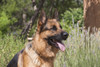 German Shepherd  Poster Print by Zandria Muench Beraldo - Item # VARPDDNA02ZMU1019