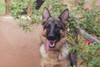 German Shepherd  Poster Print by Zandria Muench Beraldo - Item # VARPDDNA02ZMU1041