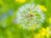 Dandelion seedhead close-up Poster Print by Sylvia Gulin