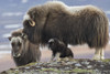 Muskox mother with young calf Poster Print by Ken Archer - Item # VARPDDUS02KAR0301