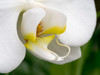 Close-up of an white orchid Poster Print by Julie Eggers (24 x 18) # US39JEG0094