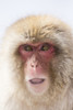 Snow Monkeys, Nagano, Japan Poster Print by Darrell Gulin - Item # VARPDDAS15DGU0071