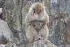 Snow Monkeys, Nagano, Japan Poster Print by Darrell Gulin - Item # VARPDDAS15DGU0078