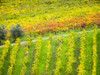 Chianti region Autumn colors Poster Print by Terry Eggers - Item # VARPDDEU16TEG1402