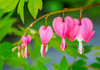 Pink bleeding heart blossoms Poster Print by Julie Eggers (24 x 18) # US39JEG0079