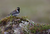 Lapland longspur, arctic tundra Poster Print by Ken Archer - Item # VARPDDNA02KAR0895