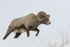 Rocky Mountain bighorn sheep ram Poster Print by Ken Archer - Item # VARPDDNA02KAR0945