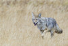Coyote in autumn mountain meadow Poster Print by Ken Archer - Item # VARPDDNA02KAR1039