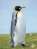 King Penguin, Falkland Islands Poster Print by Martin Zwick (18 x 24) # SA09MZW1512