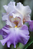 Pale lavender bearded iris bloom Poster Print by Anna Miller (18 x 24) # NA01AMI0386