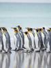 King Penguin on Falkland Islands Poster Print by Martin Zwick (18 x 24) # SA09MZW1268