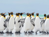 King Penguin on Falkland Islands Poster Print by Martin Zwick (24 x 18) # SA09MZW1270