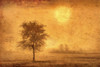 Canada. Tree in fog at sunrise. Poster Print by Jaynes Gallery - Item # VARPDDNA03BJY0000