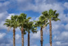 Sabal Palm trees, Florida, USA Poster Print by Jim Engelbrecht - Item # VARPDDUS10JEN0661