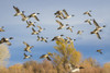 Pintails (Anas acuta) flock flying Poster Print by Larry Ditto - Item # VARPDDUS32LDI0139