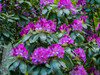 Rhododendrons growing in a forest Poster Print by Julie Eggers (24 x 18) # US39JEG0088