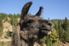 Leavenworth, WA. Llama portrait.  Poster Print by Janet Horton - Item # VARPDDUS48JHO0830