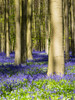 Belgium. Spring in the Blue Forest Poster Print by Terry Eggers - Item # VARPDDEU04TEG0086