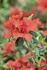 Close-up of orange azalea bush Poster Print by Lisa Engelbrecht - Item # VARPDDUS10LEN1039