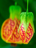 Close-up of a Abutilon 'Red Tiger' Poster Print by Julie Eggers (18 x 24) # US39JEG0028