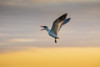 Royal tern (Sterna maxima) calling. Poster Print by Larry Ditto - Item # VARPDDUS44LDI2926