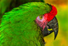Close-up of green military macaw. Poster Print by William Perry - Item # VARPDDUS48WPE0221