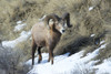 Rocky Mountain Bighorn Sheep ram. Poster Print by Richard Wright - Item # VARPDDCN02RWR0371